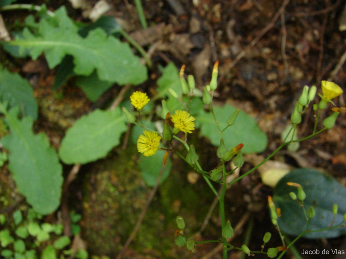 Youngia japonica (L.) DC.